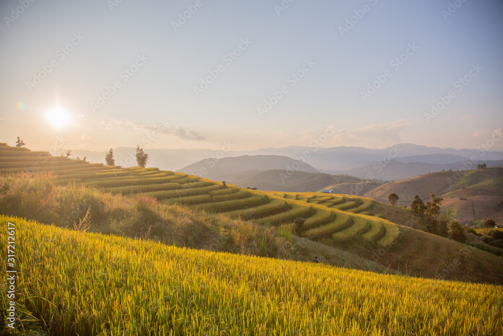 Sunset sky landscape view at yellow and green terraced rice field in Pa Pong Piang , Mae Chaem, Chiang Mai, Thailand .