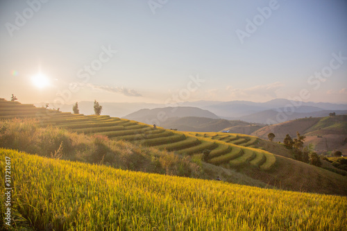 Sunset sky landscape view at yellow and green terraced rice field in Pa Pong Piang   Mae Chaem  Chiang Mai  Thailand .