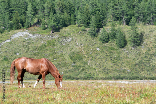 Alpine landscape. Horse grazing on the sunny alpine meadow.