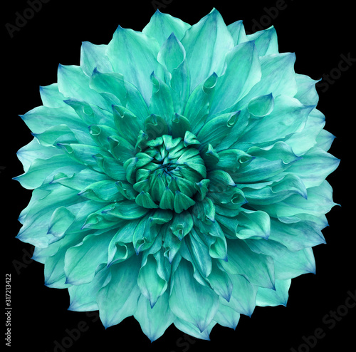 dahlia flower turquoise. Flower isolated on a black background. No shadows with clipping path. Close-up. Nature.