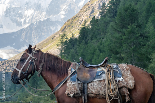 Horseback riding tour. Saddled horse on the background of huge covered with snow and ice mountain. Katun range  Altai  Altai Republic  Siberia  Russia.