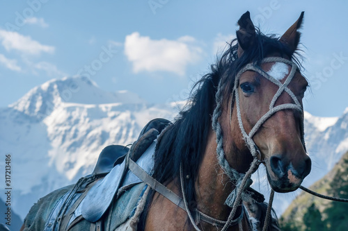 Horseback riding trip. Saddled horse on the background of Belukha Mountain. Katun range, Altai, Altai Republic, Siberia, Russia.