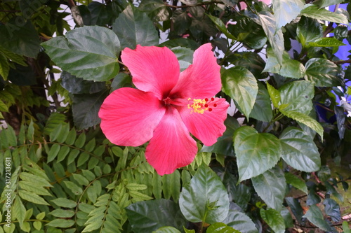 detail of Kembang sepatu (Hibiscus rosa-sinensis)