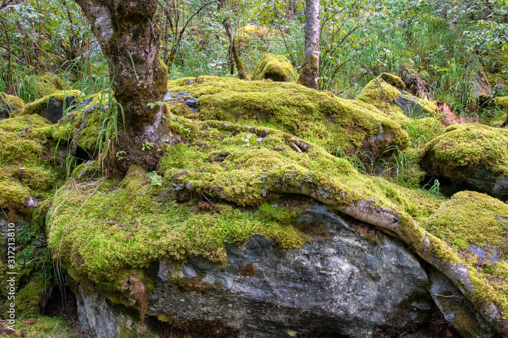 Mountain forest landscape. Mossy boulder and tree trunks. Mountain forest landscape. Mossy boulder and tree trunks.