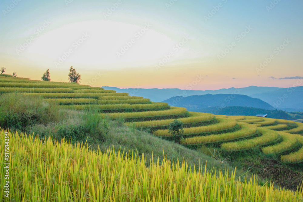 Sunset sky landscape view at yellow and green terraced rice field in Pa Pong Piang , Mae Chaem, Chiang Mai, Thailand .