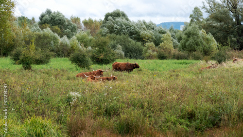 Long-haired Highland cattles on the meadow