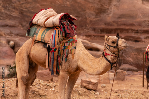 Camello con ornamentas   rabes en Jordania