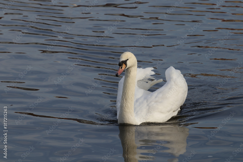 Fototapeta premium Swan male 6