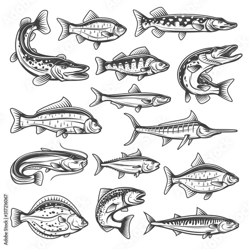 Vector fish species, ocean, sea and freshwater. Fishing sport theme, pike and salmon, tuna and marlin, bream and trout, sprat and carp, sheatfish and perch, mackerel and cruician
