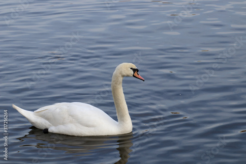 Fototapeta Naklejka Na Ścianę i Meble -  Swan on lake