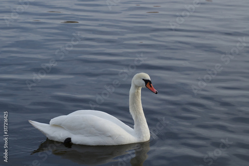 Swan on river 1