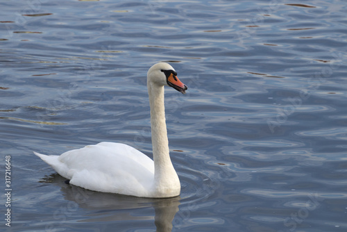 Laughing swan