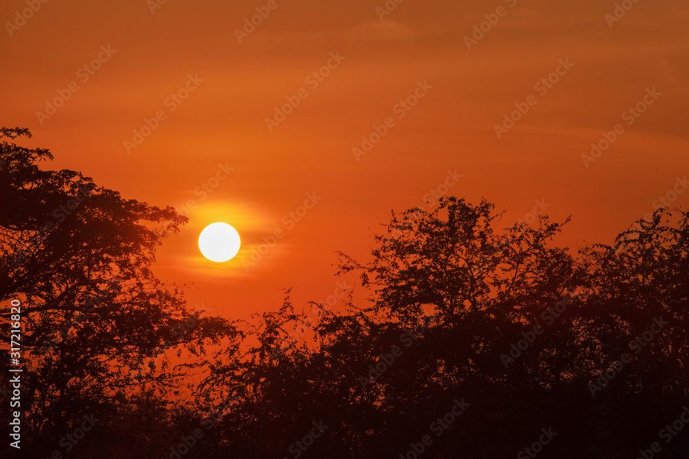 Obraz premium red sky in sunset between tree branches
