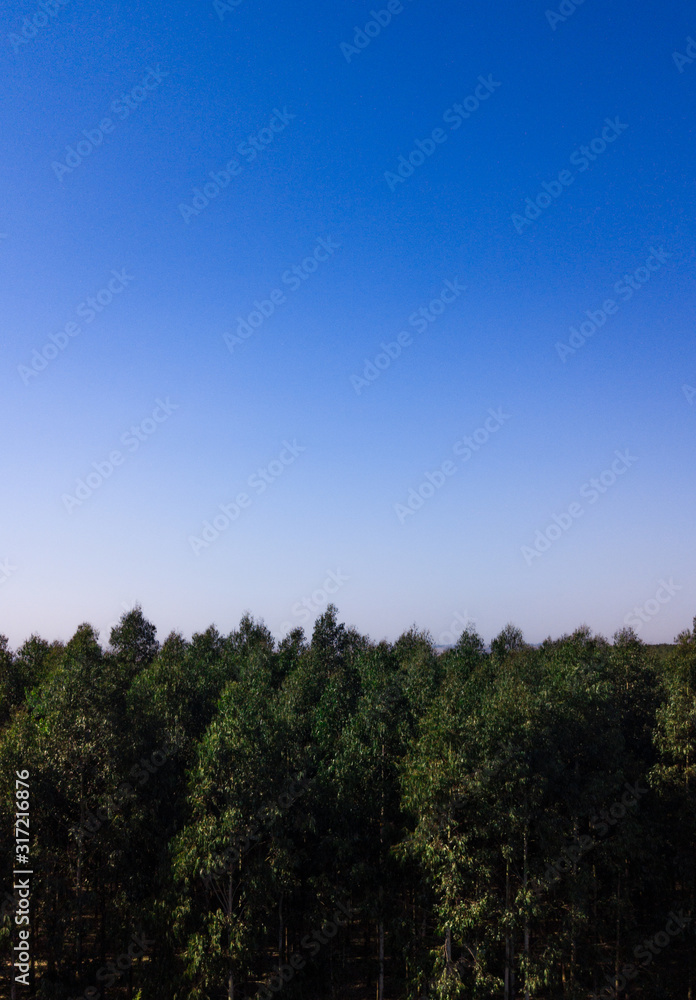 Obraz premium trees and sky