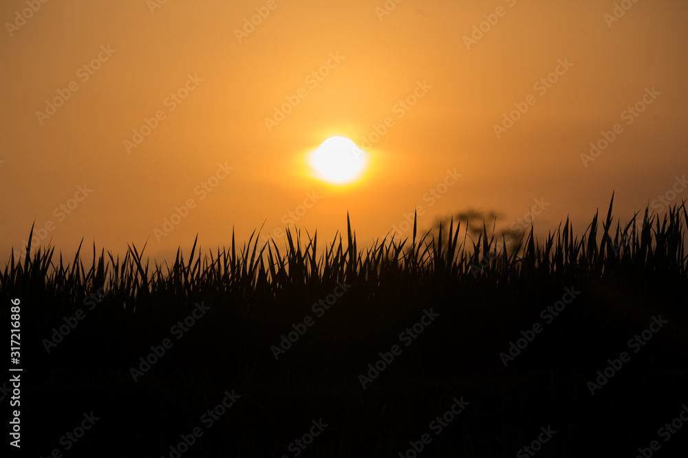 sunset over a wheat field