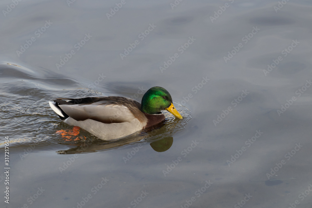 Obraz premium Duck floats on the river