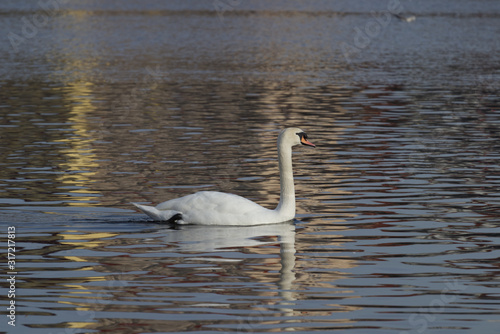 Swan floats on the river 1