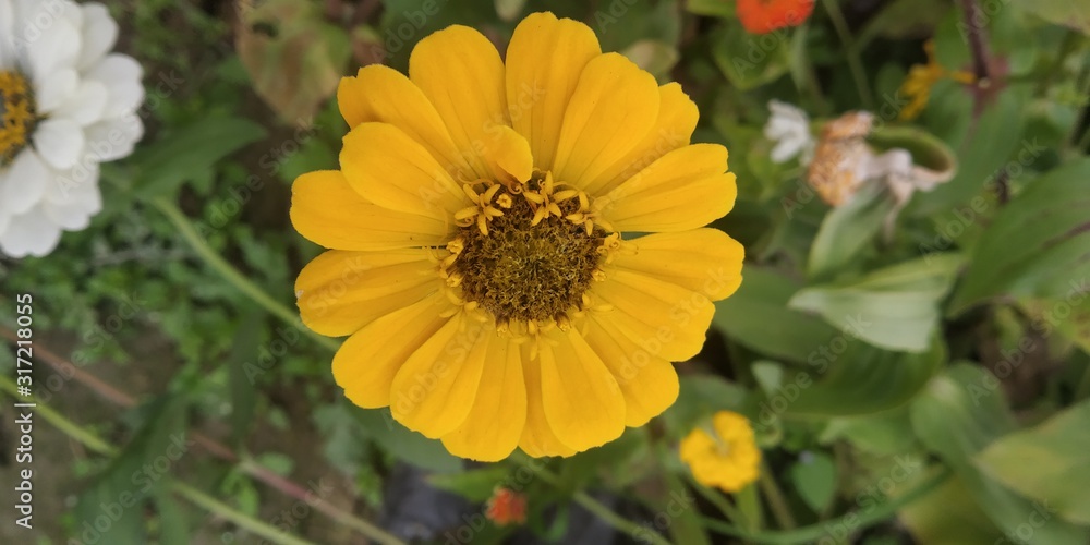 yellow flowers in garden yellow flowers in garden