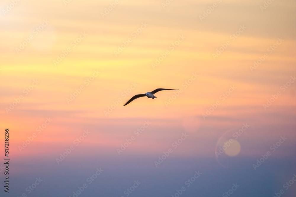 Seagull flying in the sky. Beautiful natural background.