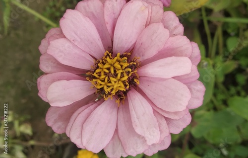 bee on flower