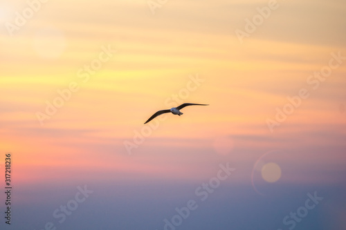 Seagull flying in the sky. Beautiful natural background.