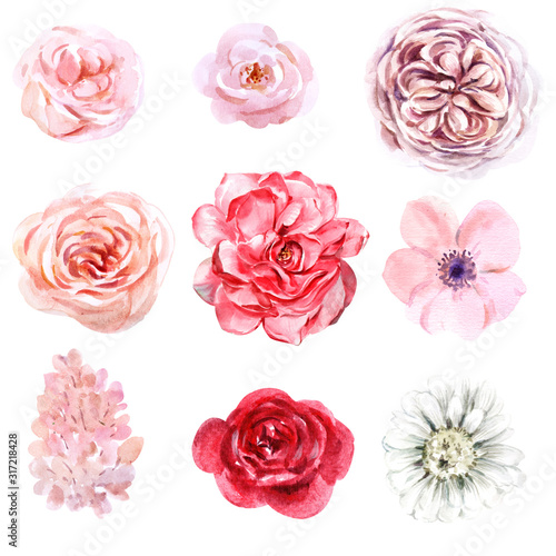 flower, nature, pink, flowers, spring, floral, plant, blossom, isolated, whit...
