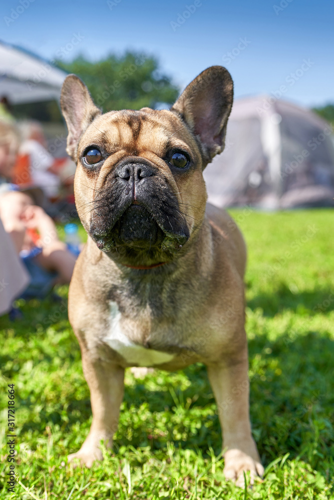 French bulldog looking at the camera closeup French bulldog looking at the camera closeup