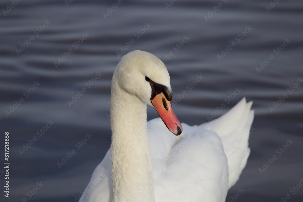 Obraz premium Swan from near 2