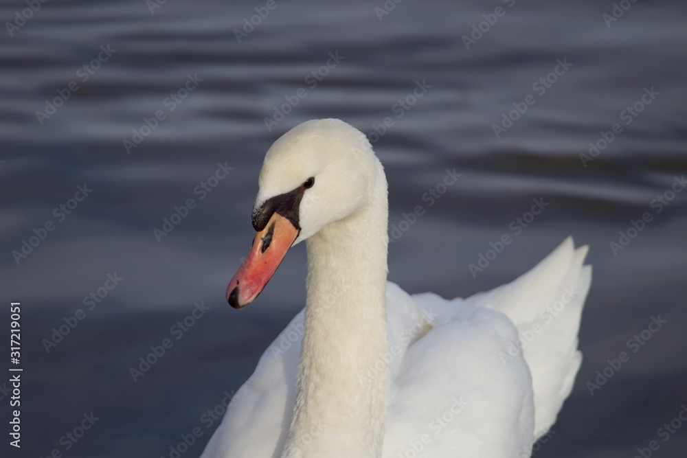 Obraz premium Swan from near 3