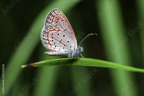Wallpaper Mural butterfly on a leaf Torontodigital.ca