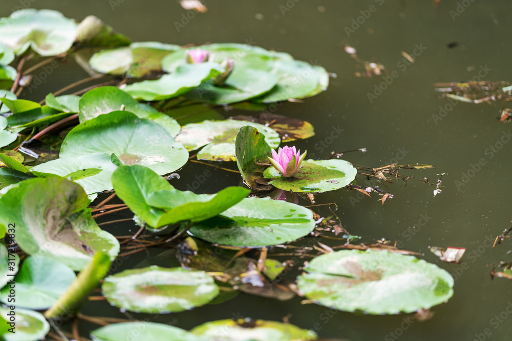 A beautiful pink waterlily or lotus flower in pond A beautiful pink waterlily or lotus flower in pond