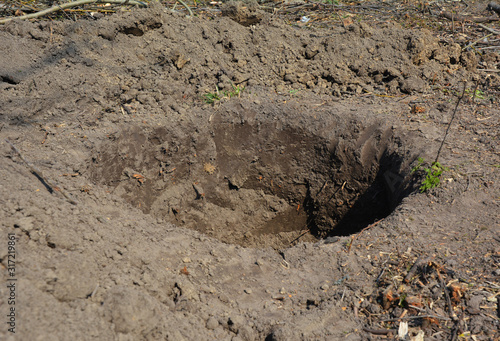 Planting hole. Tree planting-hole preparation and soil improvement