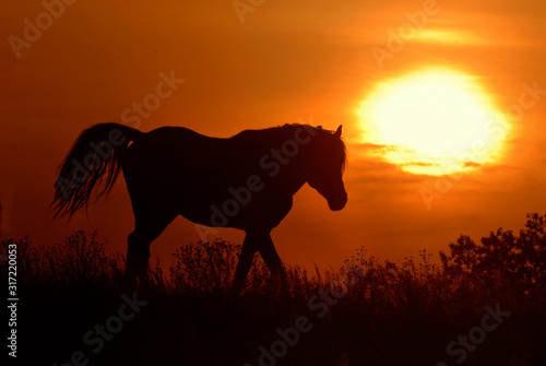 Horse Silhouette Sunset © Shawn Hamilton CLiX 