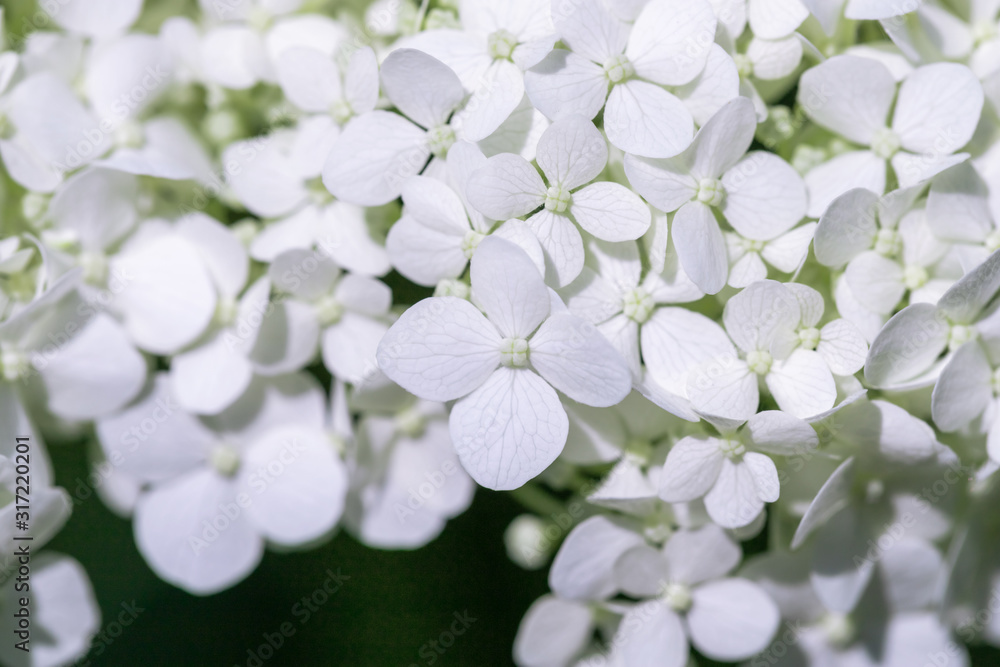 Beautiful white floral background. Beautiful white floral background.