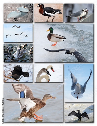 Beautiful collage of different birds photo