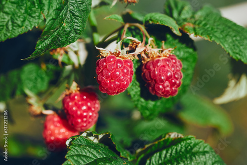 Bunch of raspberries hanging on a branch