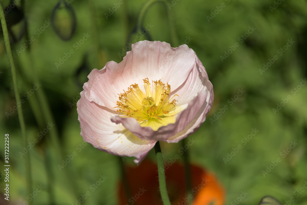 Close up of blooming decorative poppy flower in the garden Close up of blooming decorative poppy flower in the garden