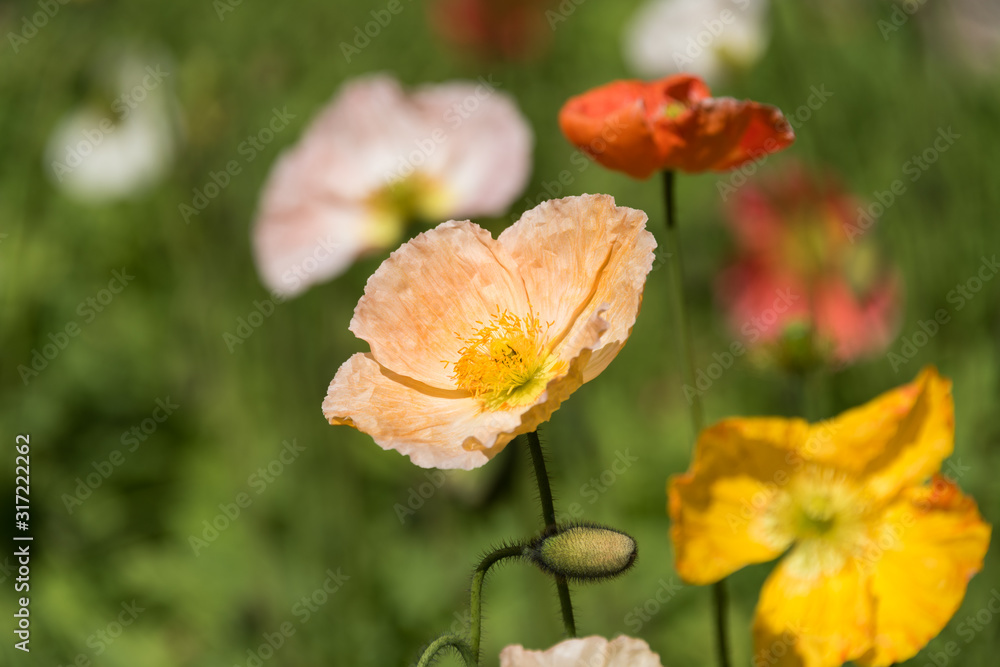 Φωτογραφία Close up of blooming decorative poppy flower in the garden