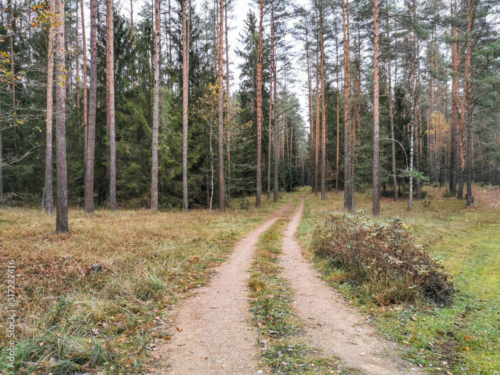 On the forest road On the forest road