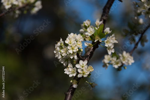 White sakura, cherry flower springtime nature background