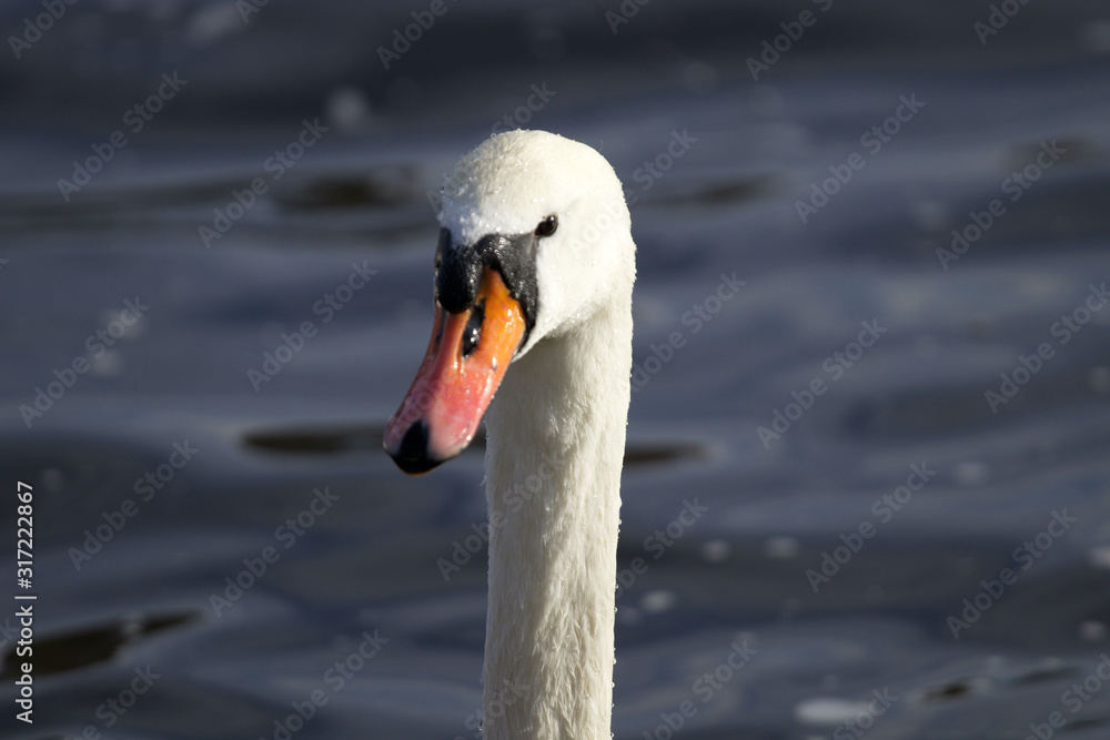 Fototapeta premium Portrait of a swan 1