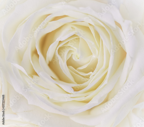 Soft focus  abstract floral background  white rose flower. Macro flowers backdrop for holiday brand design