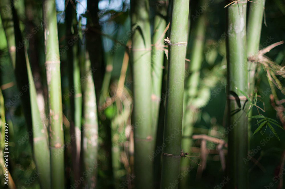 Obraz premium Bamboo forest background