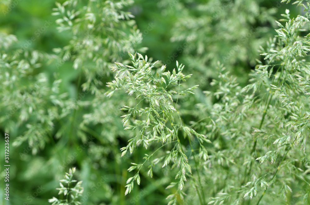 Poa grows in the meadow among wild grasses. Poa grows in the meadow among wild grasses.