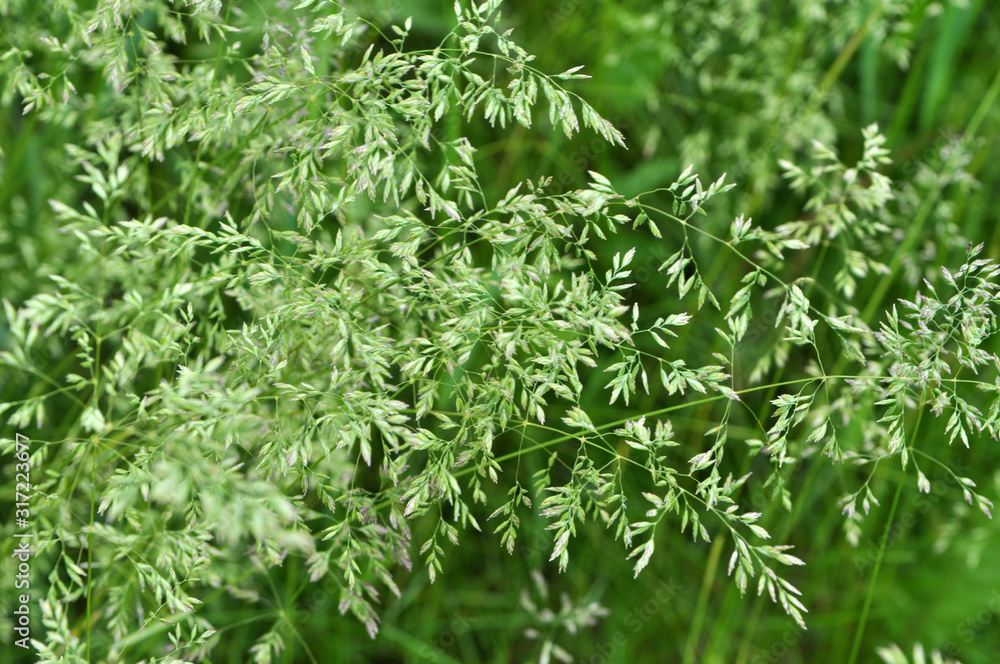 Poa grows in the meadow among wild grasses. Poa grows in the meadow among wild grasses.