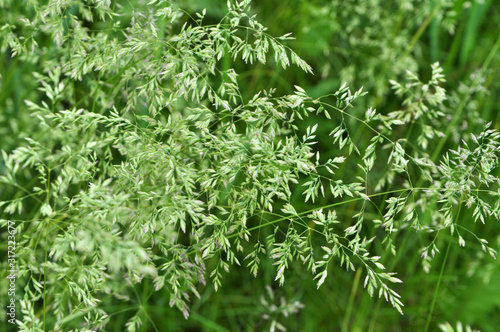 Poa grows in the meadow among wild grasses.