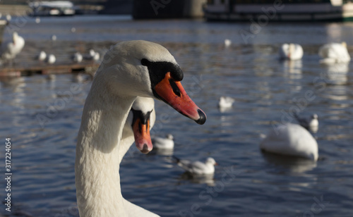 Fototapeta Naklejka Na Ścianę i Meble -  Swans on the city river