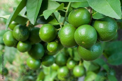 Fotografiet Bushy green lime lemon fruits on tree