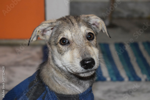 Pet stray dog puppy wearing in blue checked T-shirt laying on floor, white floor background, sad dog with clothes.