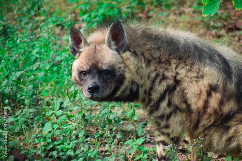 Spotted hyena, also known as the laughing hyena looking at the camera with green background